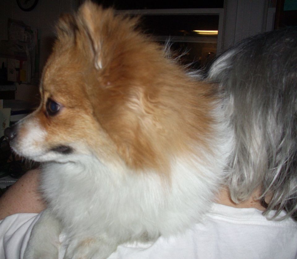 “I love the view from Mommy's shoulder.” “I love the view from Mommy's shoulder.”